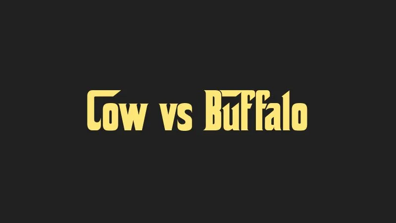 cow-vs-buffalo