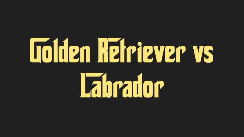 golden-retriever-vs-labrador
