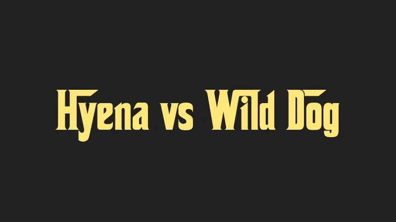 hyena-vs-wild-dog