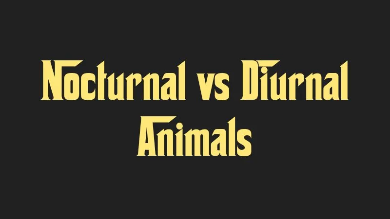 nocturnal-vs-diurnal-animals